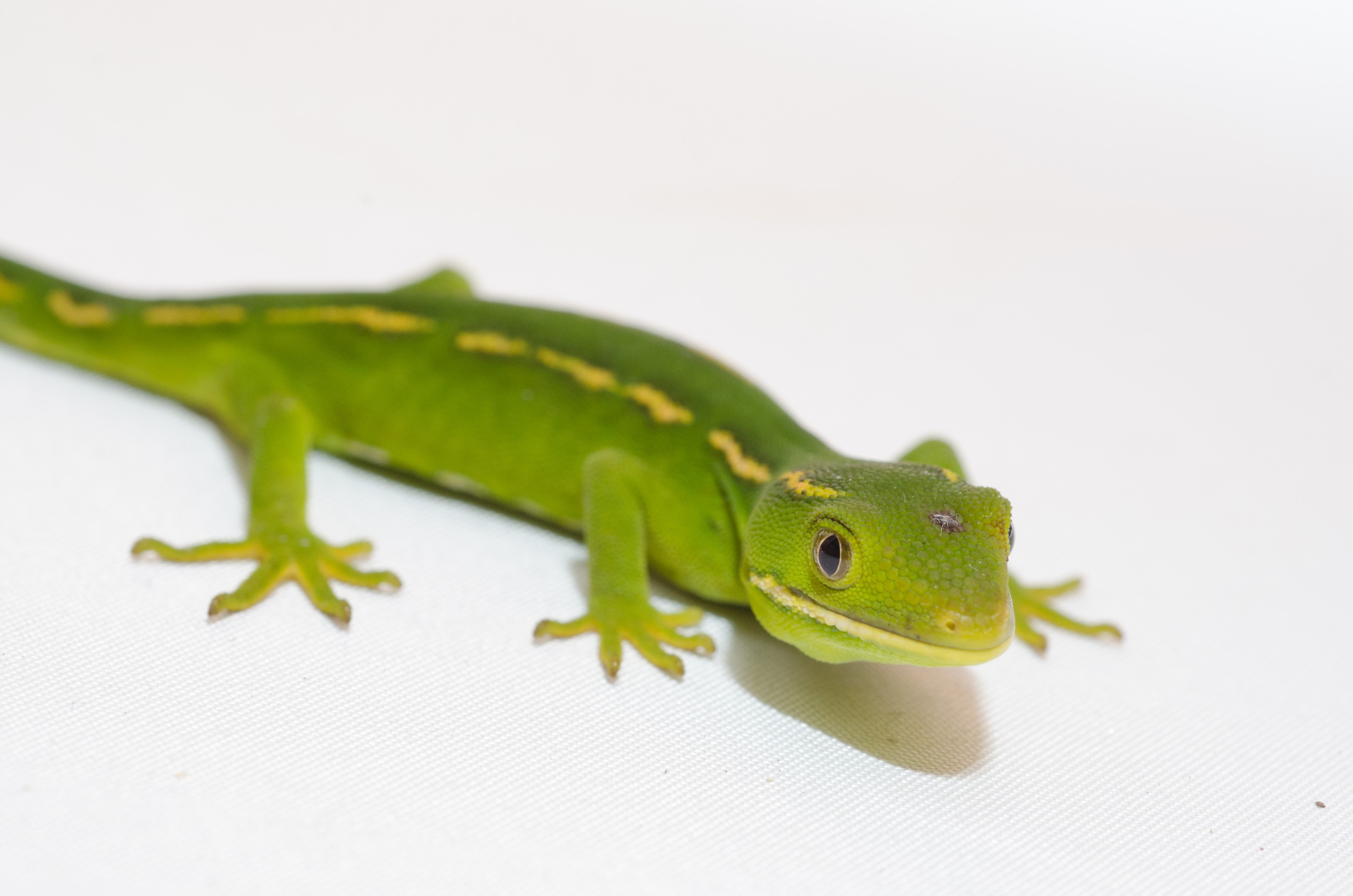 DSC_2749 – auckland, green, gecko, naultinus, elegans, elegans, home, lizard, irene, reptiles, amphibians, rare, cold, blood, new, new zealand, zealand, nz, northland, kaiatea road